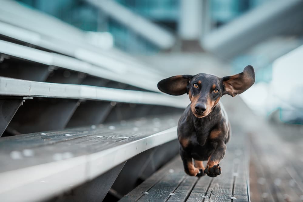 Dachshund With Flying Ears by Heike Willers — canvas wall art