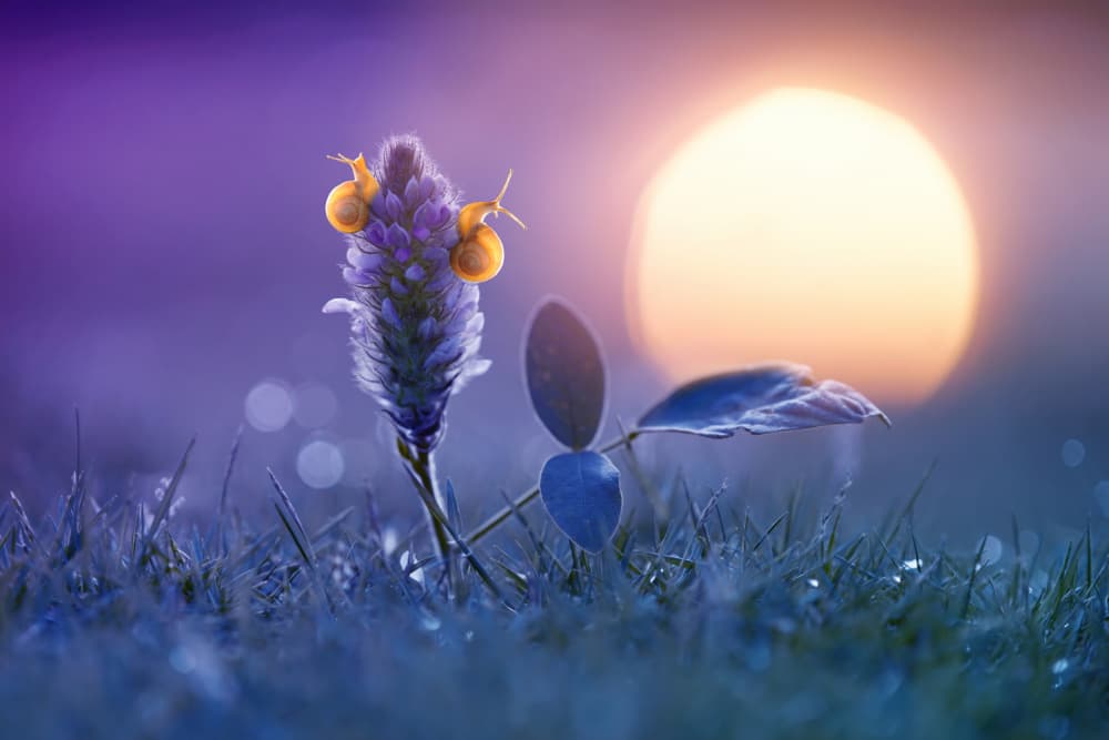 Glowing Snails at Dawn by Andri Priyadi — canvas wall art