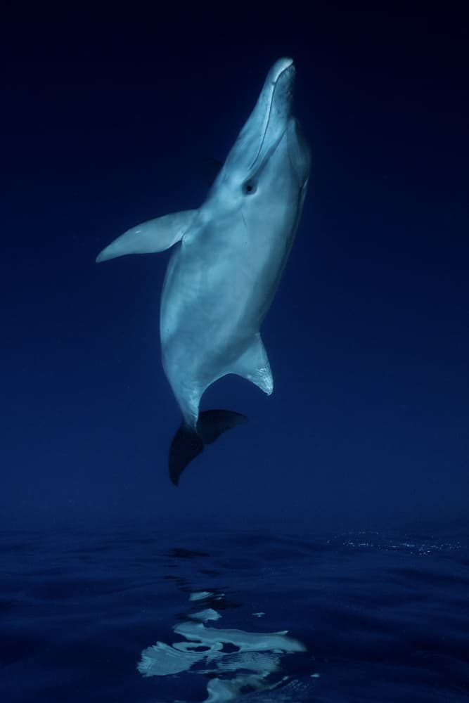 Deep Blue Dolphin Reflection by Serge Melesan — canvas wall art