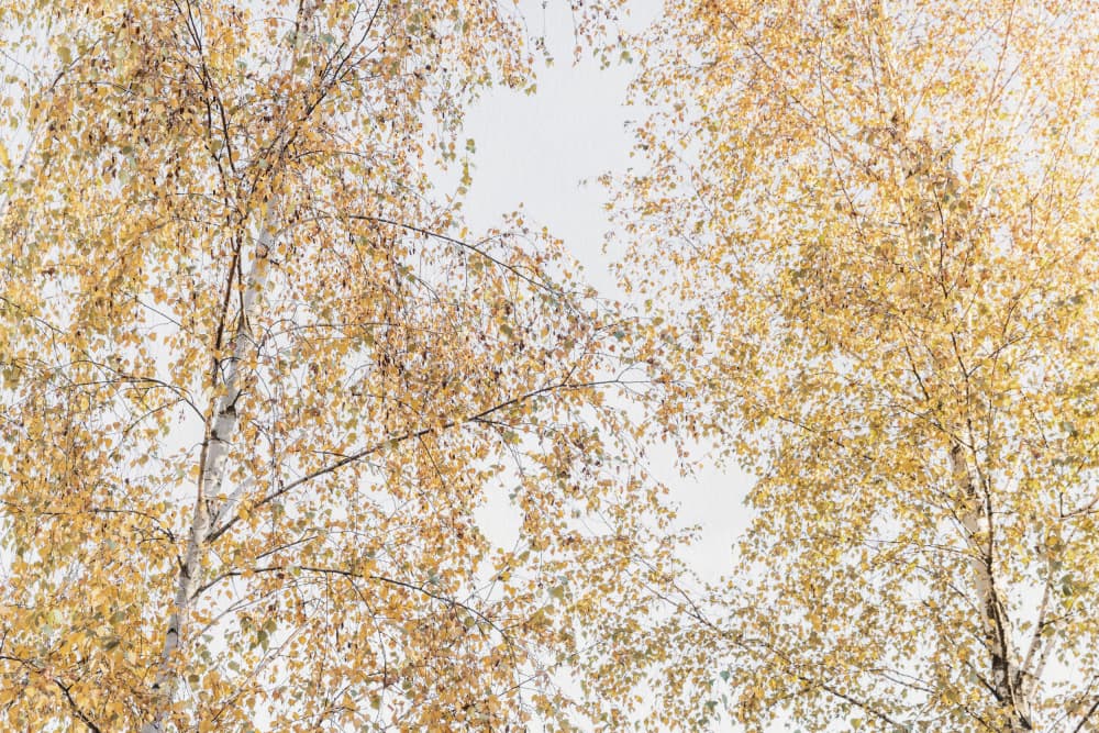 Birch Trees by Mareike Böhmer — canvas wall art