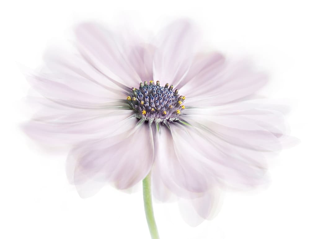 Cape Daisy by Mandy Disher — canvas wall art