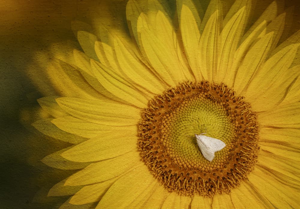 Golden Sunflower Moth by Molly Fu APA — canvas wall art