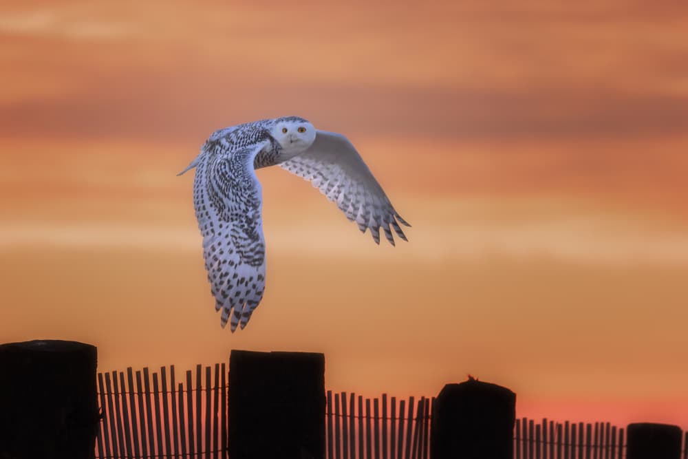 Snowy Owl Sunset Flight by Kai Dan — canvas wall art