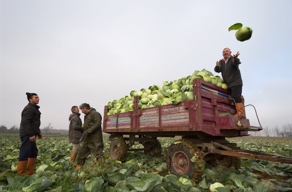 Cabbage Harvest Day by durmusceylan — canvas wall art