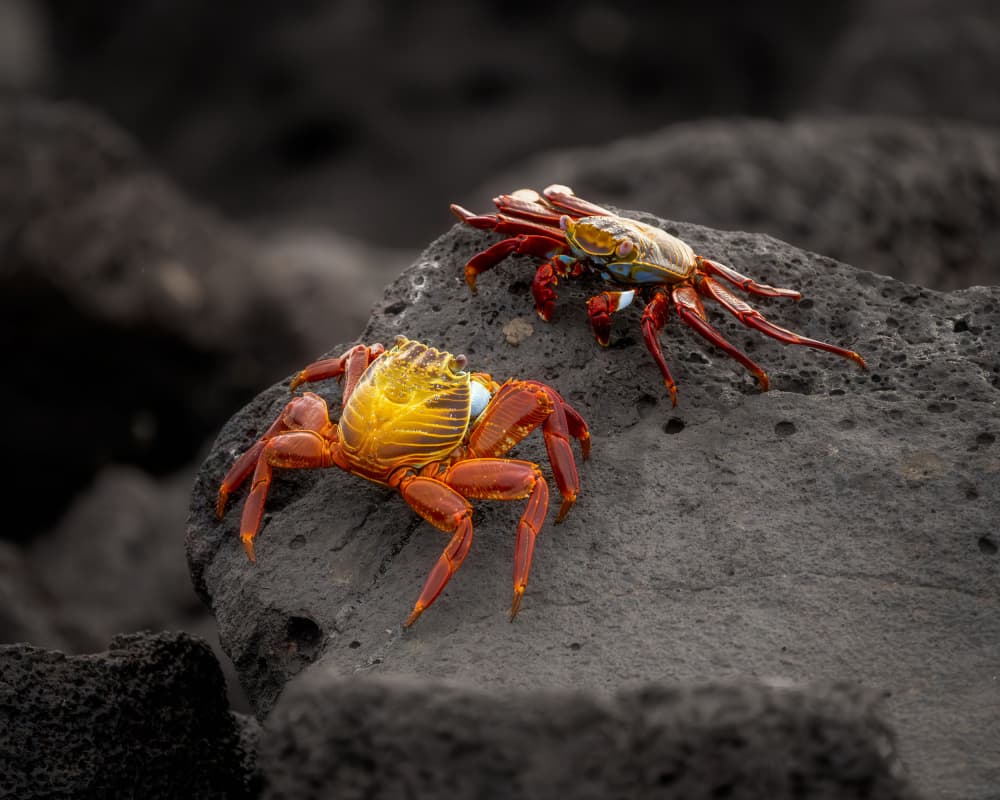 Vibrant Crabs on Lava Rock by Junhao Wang — canvas wall art