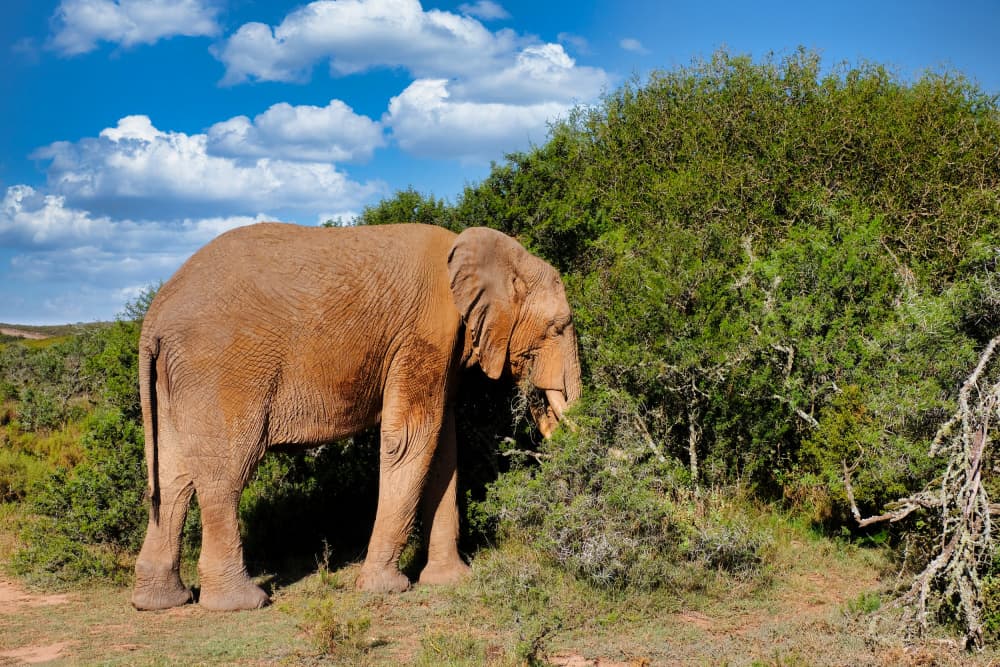 Peaceful African Elephant by Dan Edwards — canvas wall art