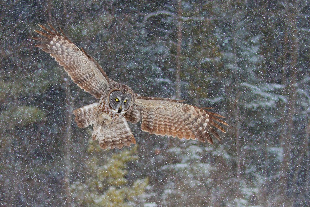 Majestic Owl in Snow by Jim Cumming — canvas wall art