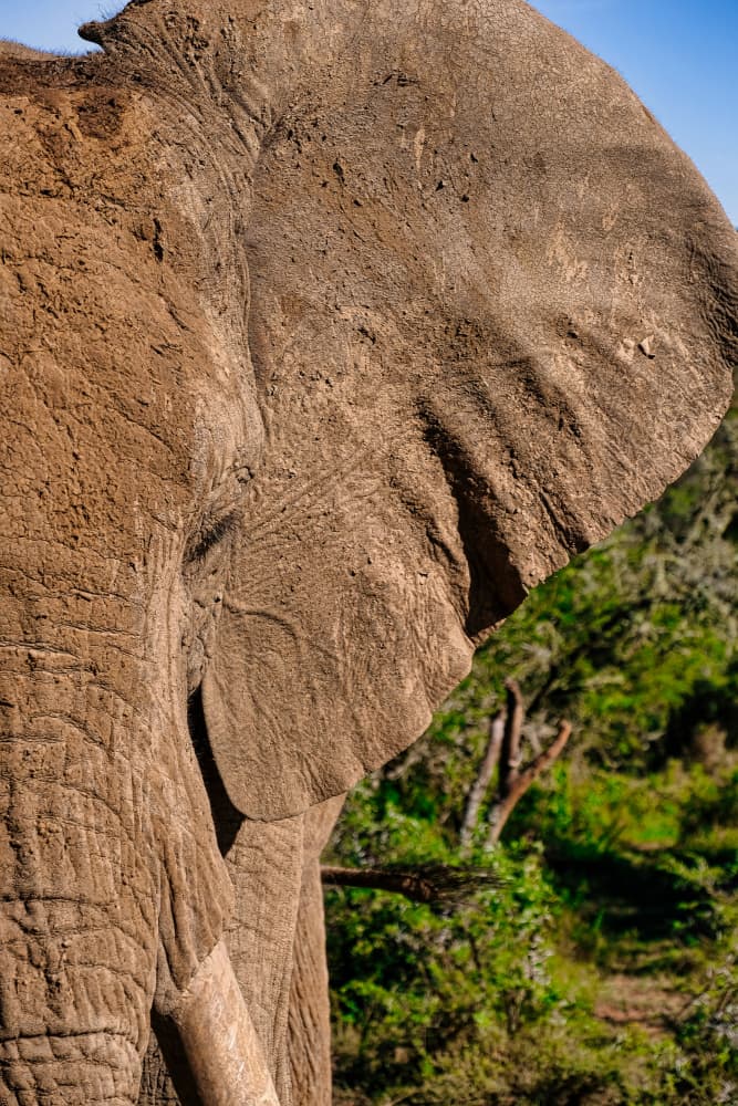 Elephant Ear Detail by Dan Edwards — canvas wall art