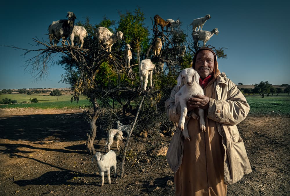 Moroccan Man Argan Goats by Waldemar Szmidt — canvas wall art