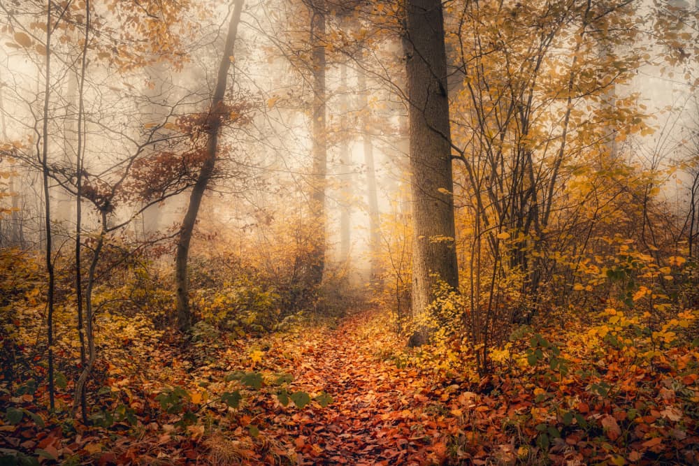 By the end of fall by Norbert Maier — canvas wall art
