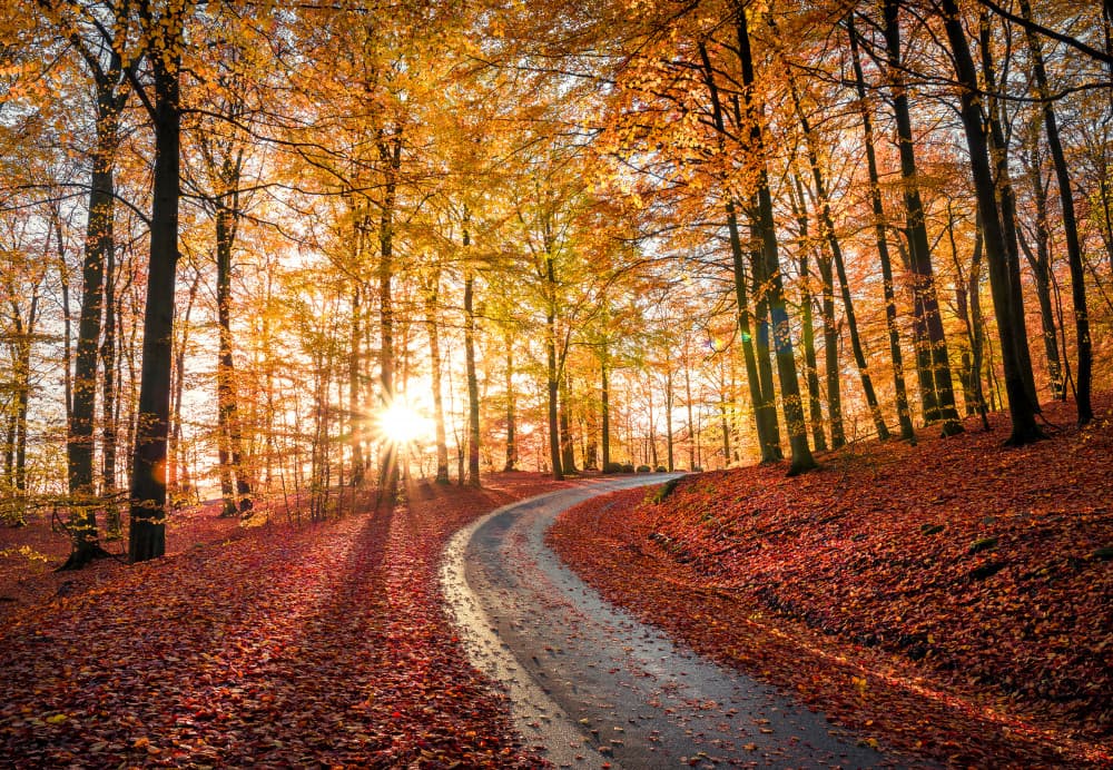 Golden Autumn Forest Road by Christian Lindsten — canvas wall art