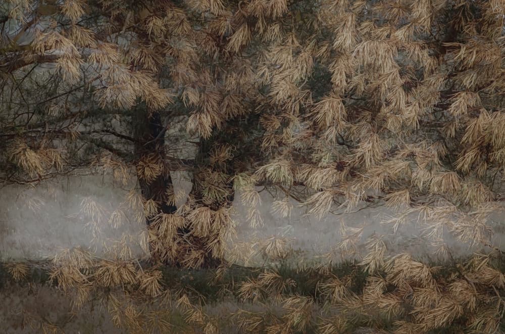 Pine tree by Nel Talen — canvas wall art