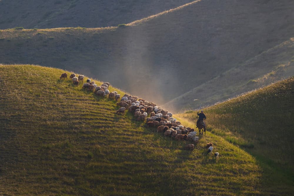 Golden Hour Sheep Herding by YY DB — canvas wall art