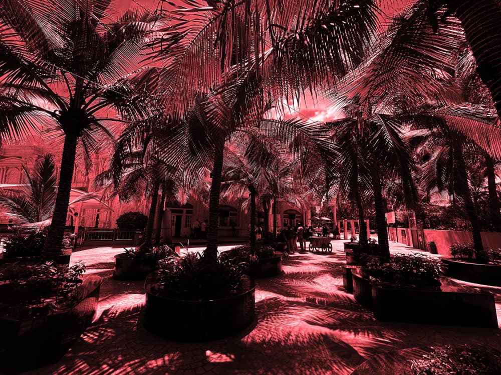 Red Palm Pathway by Santhosh ch — canvas wall art