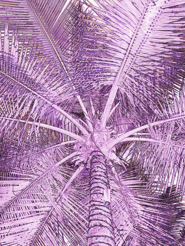 Purple Palm Tree by Santhosh ch — canvas wall art