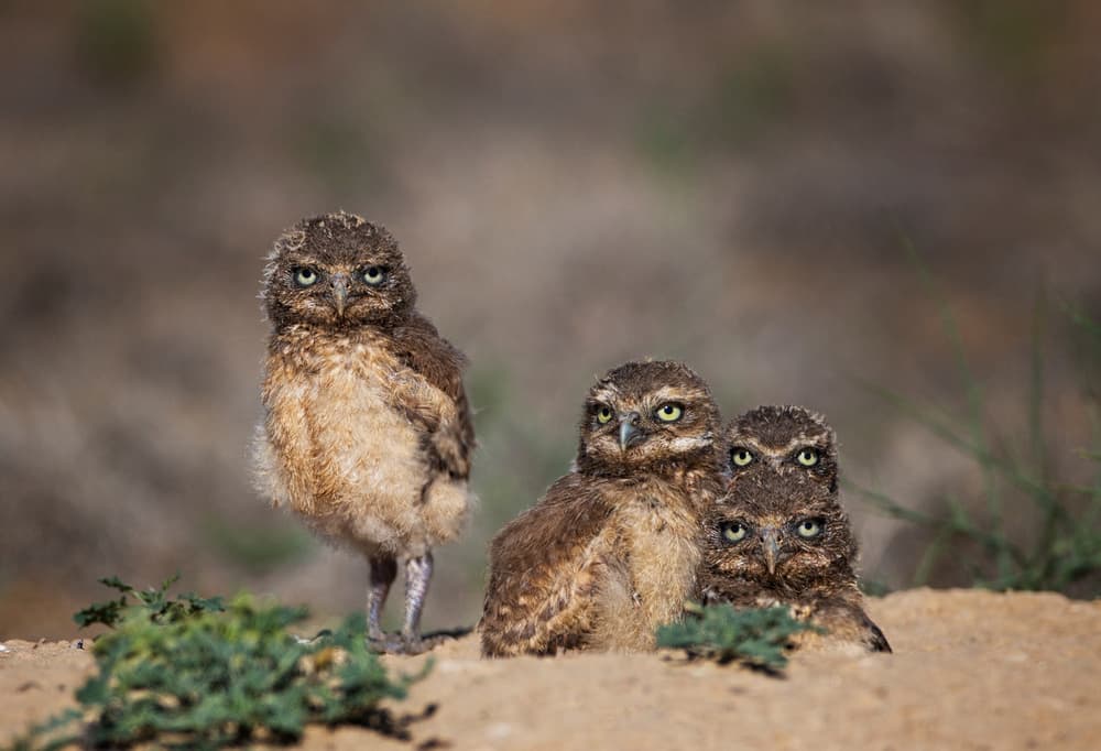 Four Curious Owlets by verdon — canvas wall art