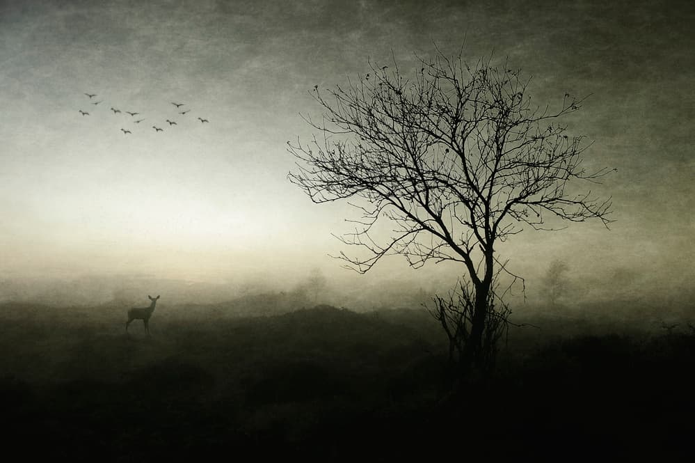 Misty Deer And Tree by Wim Schuurmans — canvas wall art