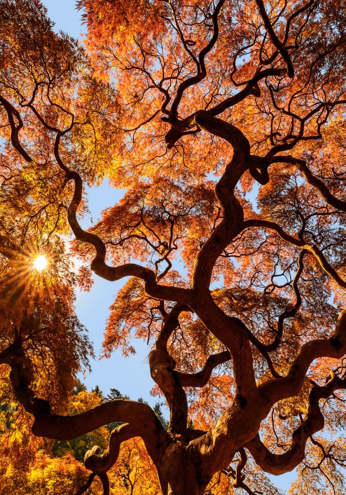 Twisted Autumn Beauty by Phil Green — canvas wall art