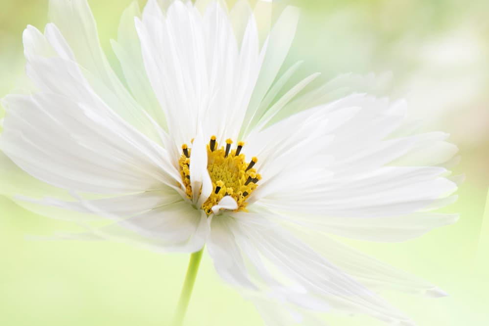 Delicate White Bloom by Jacky Parker — canvas wall art