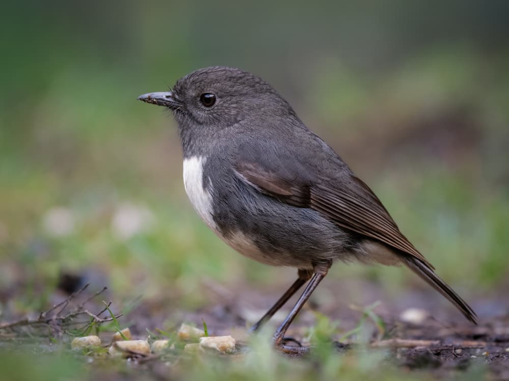 South Island Bush Robin by Jarred Wilson — canvas wall art