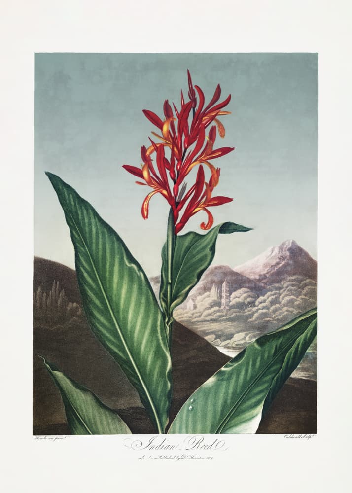 Indian Reed from The Temple of Flora (1807) by Robert John Thornton — canvas wall art