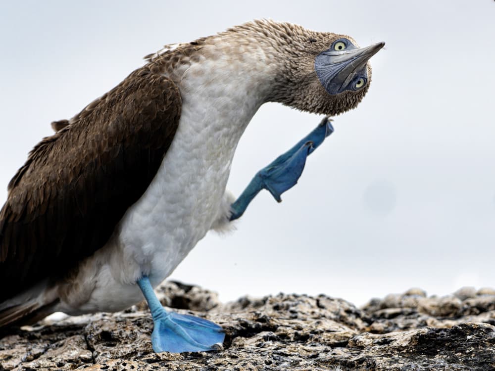 Curious Blue Booby by Ronald Scott Johnson — canvas wall art