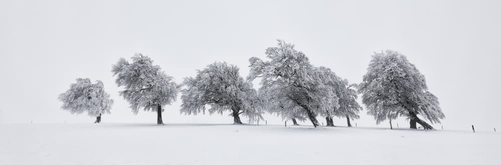 Frosted Winter Landscape by Judith Kuhn — canvas wall art