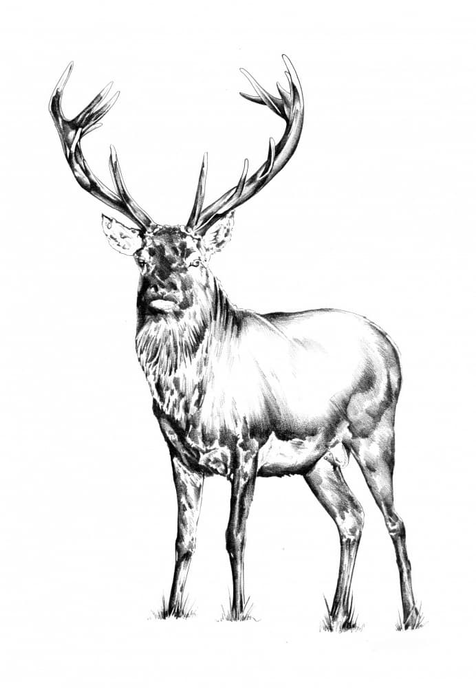 Majestic Stag by Kulik — canvas wall art