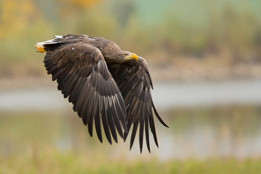 Majestic Eagle In Flight by Milan Zygmunt — canvas wall art