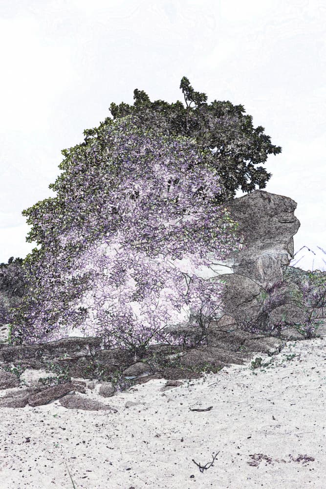 Desert Tree and Rock by Santhosh ch — canvas wall art