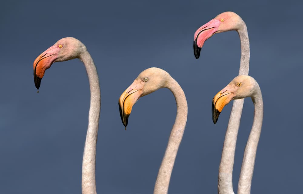 Elegant Flamingo Profiles by Xavier Ortega — canvas wall art