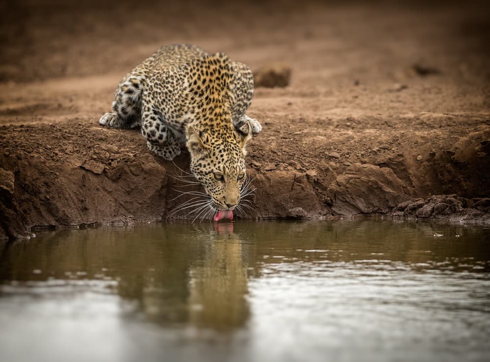 Thirsty Leopard Cub by Jaco Marx — canvas wall art