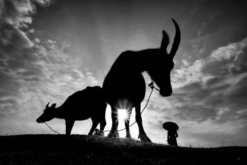 Herding Buffalos by Gatot Herliyanto — canvas wall art
