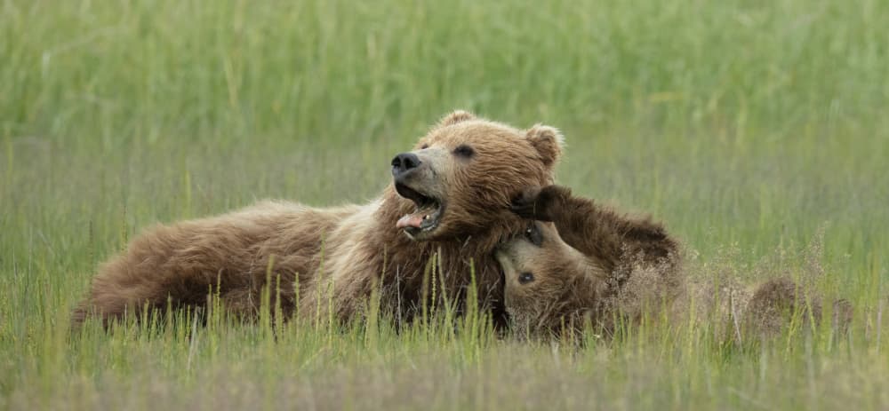 Playful Bear Family by Linda D Lester — canvas wall art