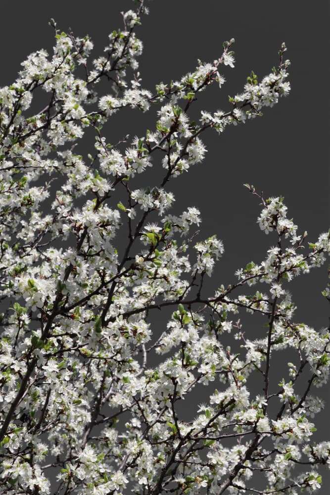 White Spring Blossoms by Rosana Laiz Blursbyai — canvas wall art