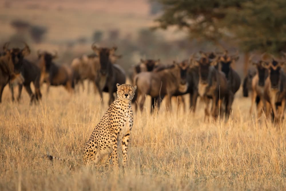 Cheetah and Wildebeest Savanna by Renee Doyle — canvas wall art