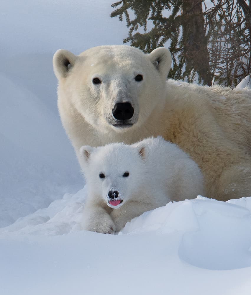 Polar Bear Family by Liwen Tao — canvas wall art