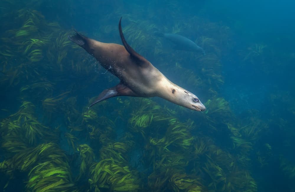 Kelp Forest Sea Lion by Jennifer Lu — canvas wall art