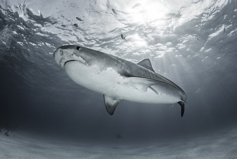 Tiger Shark Ocean Sunlight by Ken Kiefer — canvas wall art