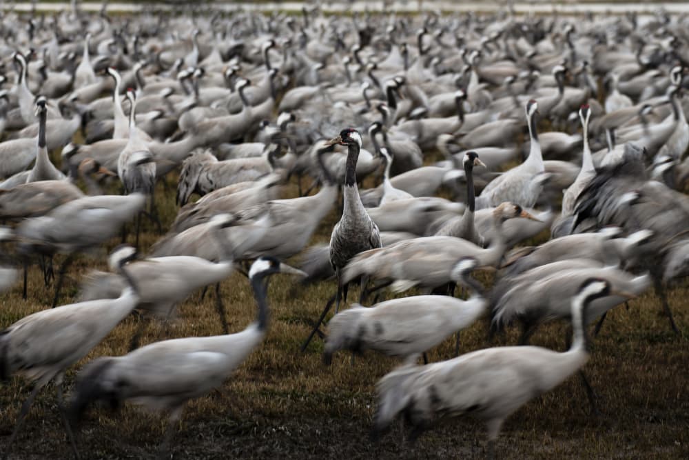 Cranes in Motion by Jonathan Alk — canvas wall art