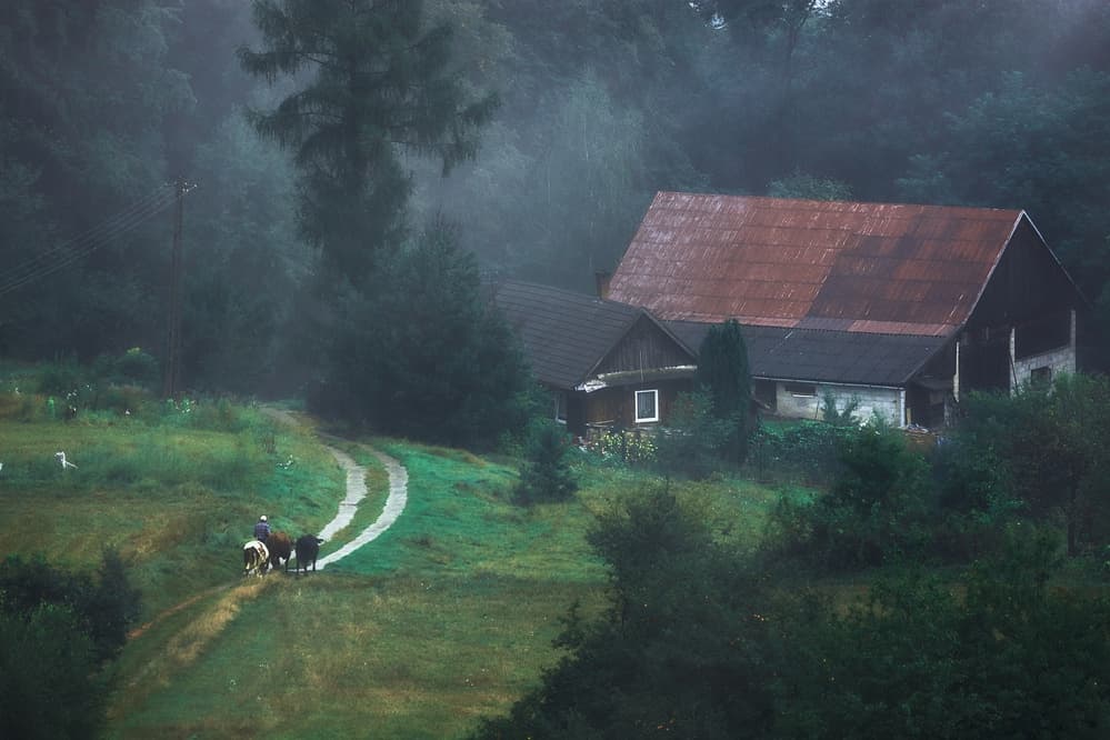 Misty Farm Path by Konrad Szuszkiewicz — canvas wall art