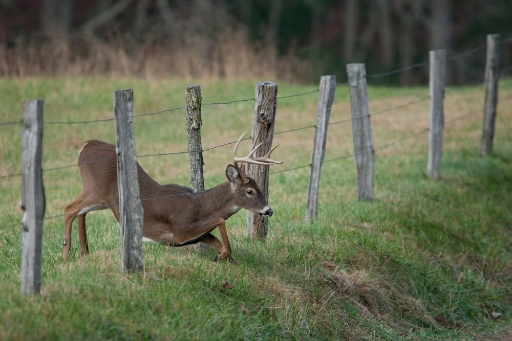 Buck Navigating Fence by Nick Kalathas — canvas wall art