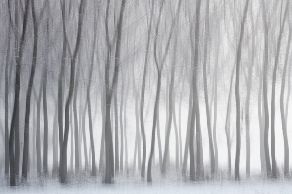 Misty Winter Forest by Marco Galimberti — canvas wall art