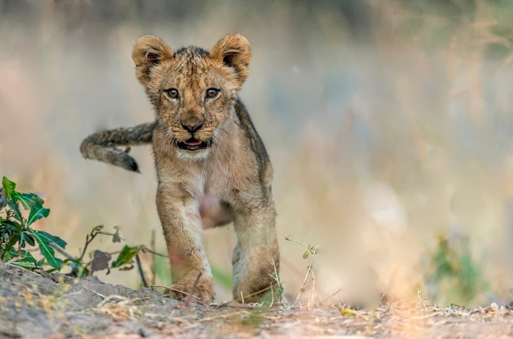 Curious Lion Cub by Giuseppe DAmico — canvas wall art