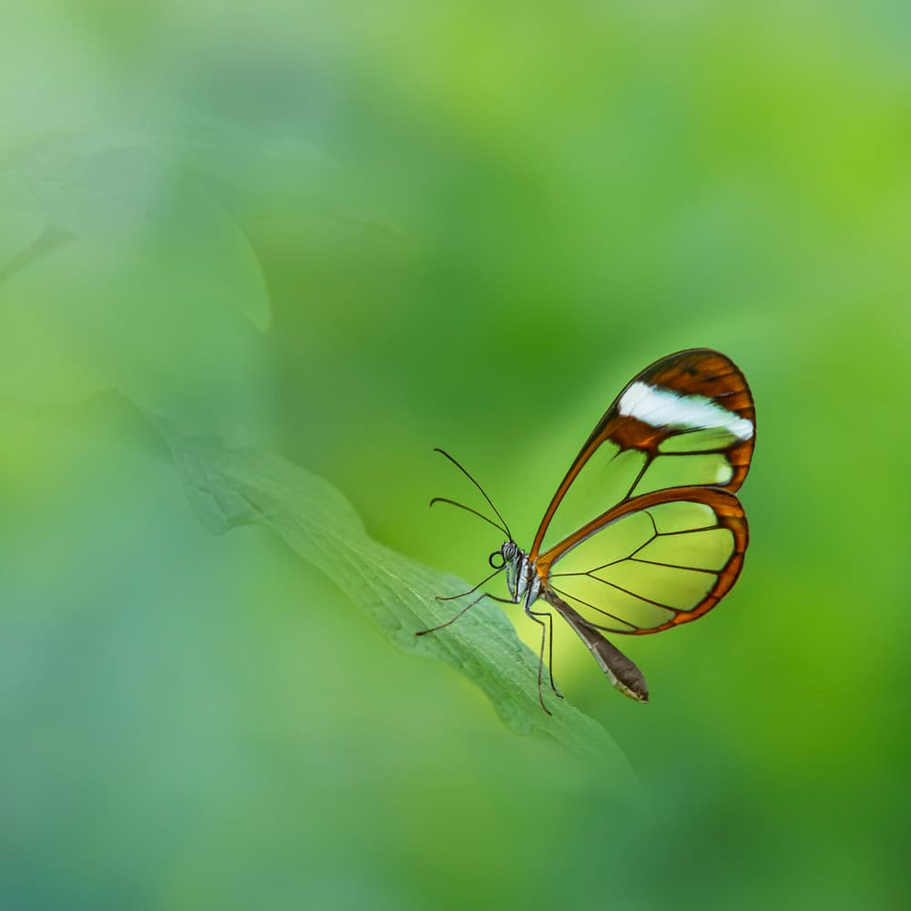 Graceful Glasswing Butterfly by Hardik Pandya — canvas wall art