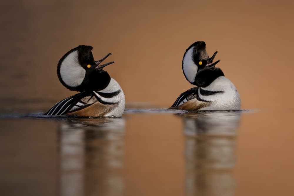Two Calling Mergansers by Jacob (Jian) Xu — canvas wall art