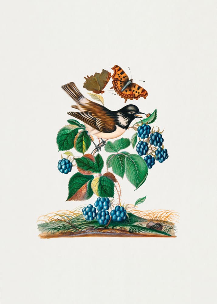 White-cheeked Starling by James Bolton — canvas wall art