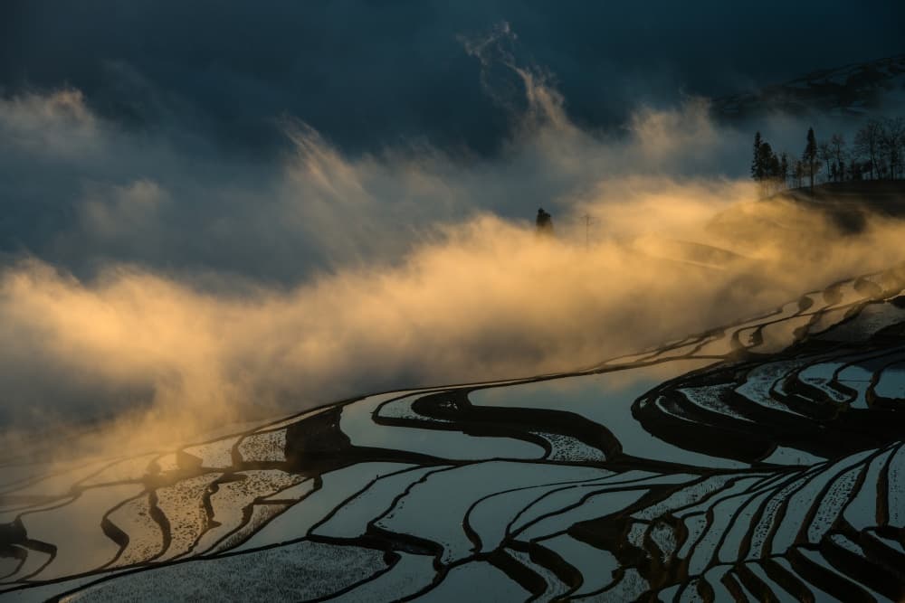Golden Fog Rice Terraces by C. Mei — canvas wall art
