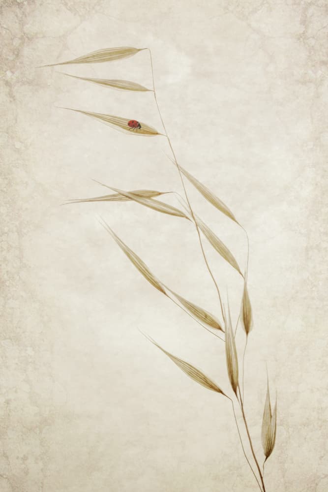 Ladybug on Dry Grass by Cicek Kiral — canvas wall art