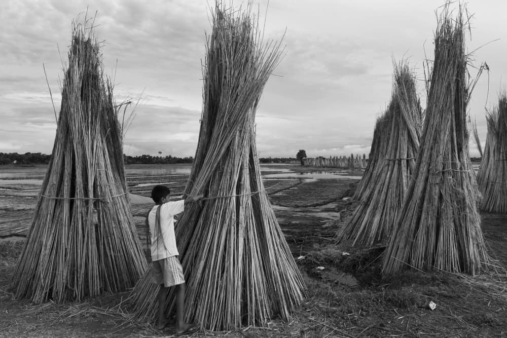 Rural Jute Harvest by Moumita Mondal — canvas wall art